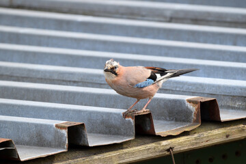 Close up of an curious Eurasian Jay (Garrulus glandarius) walking on a roof. Birds living in a city. Riga, Latvia.