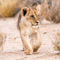 Lion cub in the Kgalagadi Park, Kalahari Desert, South 
Africa