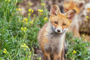 Naklejka na ściany i meble A young Fox stands in the grass near the burrow and looks at the camera. Vulpes vulpes