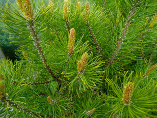 Pinus mugo 'Mughus'