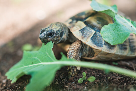 Schildkr&ouml;te beim Essen