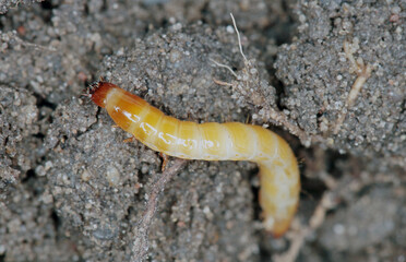 Wireworms - Larvae of Agriotes a species of beetle from the family of Elateridae. It is commonly known as the lined click beetle