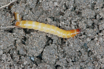 Wireworms - Larvae of Agriotes a species of beetle from the family of Elateridae. It is commonly known as the lined click beetle