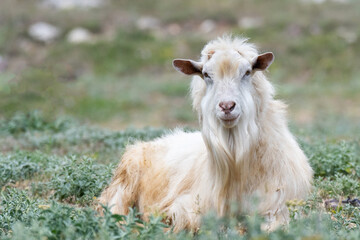 Cute goat on a green pasture field in the countryside. Portrait of an animal
