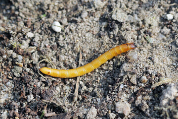 Wireworms - Larvae of Agriotes a species of beetle from the family of Elateridae. It is commonly...