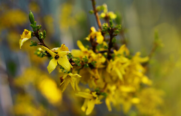 Nature floral background. Blooming forsythia. Yellow flowers of forsythia close-up. Spring background with yellow flowers tree branches.