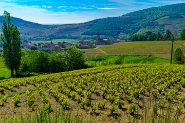 Fototapeta na wymiar Vineyards and countryside in Beaujolais, with the village Quincie-en-Beaujolais
