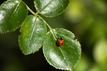 Ladybug on leaf