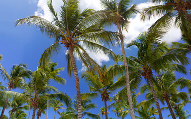 Coconut palm trees against tropical blue sky. Tropical background