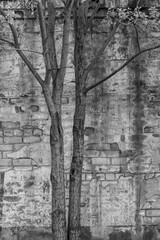Rough background of old brick wall shabby stucco and trees, black and white