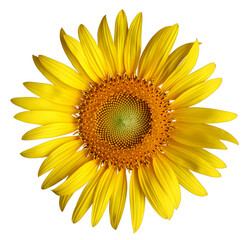 Close up sunflower is blooming beautiful. single One flower. The top view lays flat, Isolated on white background with clipping path