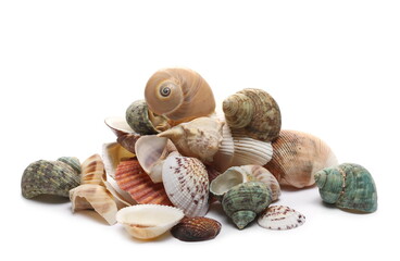 Decorative sea shells, clams isolated on white background