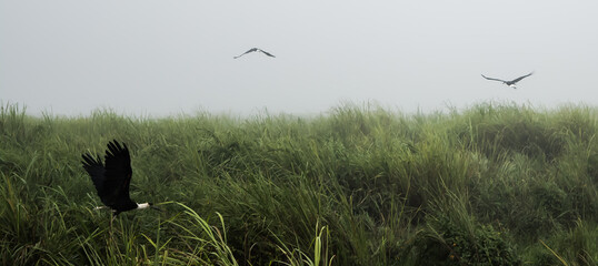 Inside view of Kaziranga National Park of northeast Indian state of Assam. Watchtower of Kaziranga National Park.
