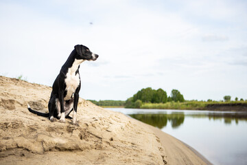 Naklejka na ściany i meble Black and white dog breed pointer. The dog sits on the sandy Bank of the river and looks away.