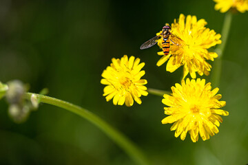 Wild yellow flowers