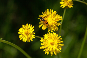 Wild yellow flowers
