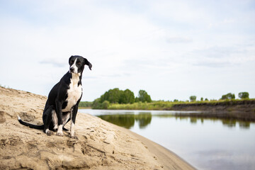 Black and white dog breed pointer. The dog sits on the sandy Bank of the river and looks away.