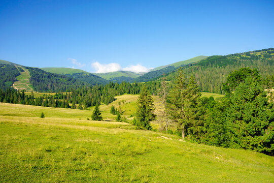 countryside landscape in summer time. trees on the fields and hills covered in green grass rolling through scenery in morning light. mountain ridge in the distance