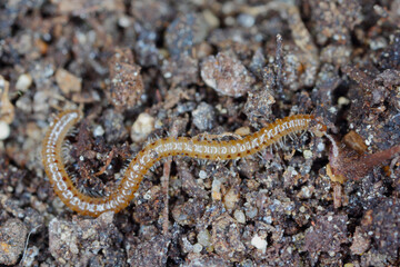 Blaniulus guttulatus, commonly known as the spotted snake millipede is a species of millipede in...