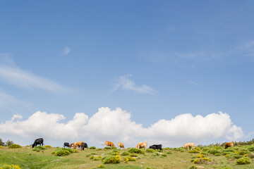 cows on the mountain with a blue sky in the background