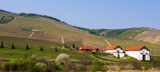 Fototapeta na wymiar Tokaj vineyards, in northern Hungary