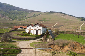 Tokaj vineyards, in northern Hungary
