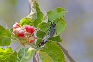 Bibio marci is a fly from the family Bibionidae called March flies and lovebugs. Larvae of this...