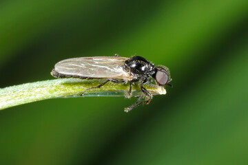 Bibio marci is a fly from the family Bibionidae called March flies and lovebugs. Larvae of this insects live in soil and damaged plant roots.