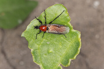 Bibio hortulanus is a fly from the family Bibionidae called March flies and lovebugs. Larvae of this insects live in soil and damaged plant roots.