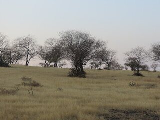 Fototapeta na wymiar ranthambore