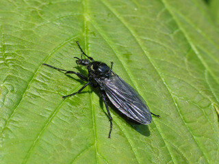 Bibio marci is a fly from the family Bibionidae called March flies and lovebugs. Larvae of this insects live in soil and damaged plant roots.