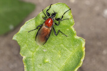 Bibio hortulanus is a fly from the family Bibionidae called March flies and lovebugs. Larvae of this insects live in soil and damaged plant roots.