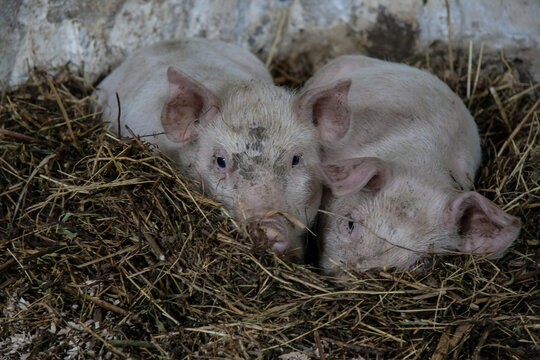 pigs in the farm
