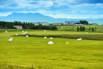 rolled silage bales in the meadow