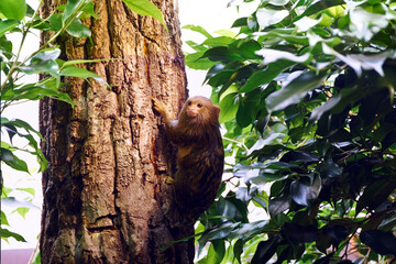 Pygmy Marmoset