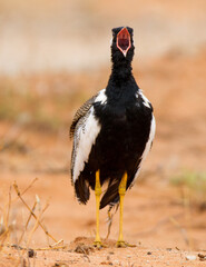 Northern Black Korhaan giving its characteristic rattling call in the Kalahari desert