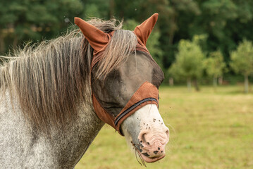 Grasendes Pferd © JEFs-FotoGalerie