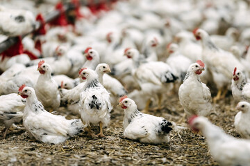 Adler silver breed chicken at a modern poultry farm.