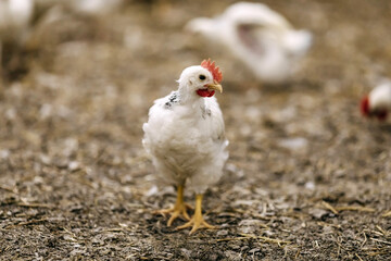 Mature Adler Silver breed chicken at poultry farm.