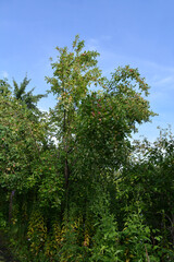 Orchard garden in summer. Tree with a lot of apples on branches.