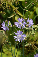 Beautiful flowers of blue lettuce in sunny day.  Lactuca tatarica.