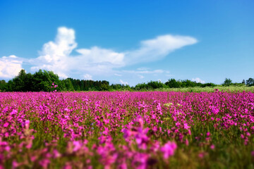 fairy field with purple flowers
