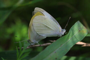 モンシロチョウの交尾