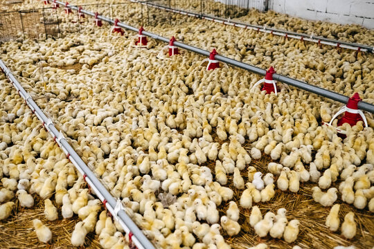 Little chickens at a modern poultry farm.