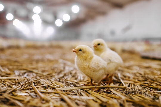 Little chickens at a poultry farm.