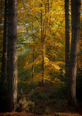 Obraz premium Beech Between the Pines