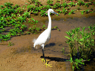 Little Egret in shallow river on the Kruger Park, South Africa
