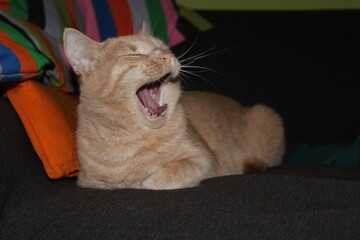 red foster cat portrait