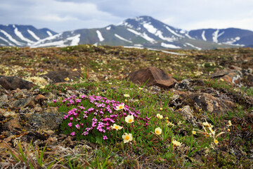 Beautiful wild flowers of Silene acaulis, known as moss campion or cushion pink and Dryas in the...