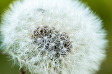 Dmuchawiec © Zentofoto